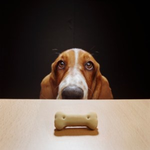 Bassett Hound by GK Hart