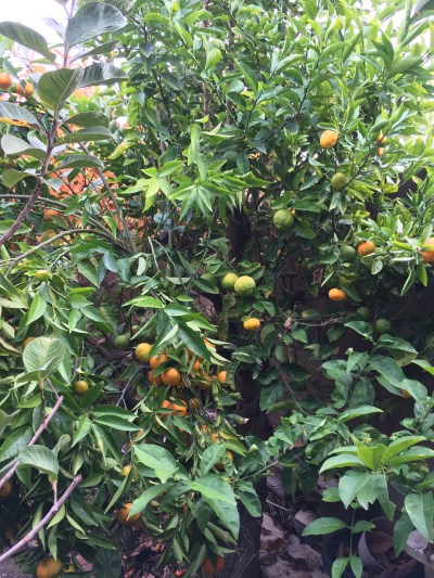 Frankenstein's Monster