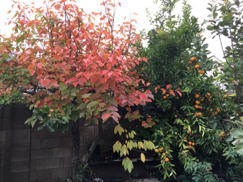 Persimmon & Frankenstein's Monster